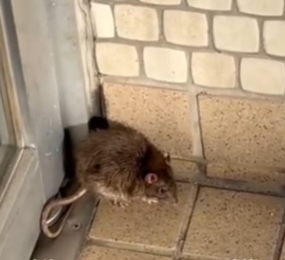 ねずみ　ペットシッター新宿デコ　猫と鼠